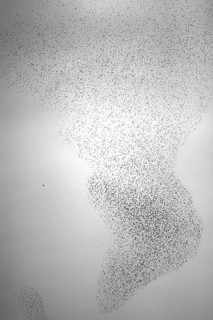 Starling (Sturnus vulgaris), huge flock forms an impressive pattern in the sky in the formation