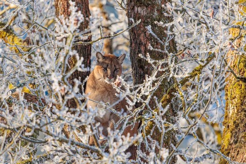 An adult female cougar (Puma concolor) sits high up in a frost-covered oak tree on a sunny, cold