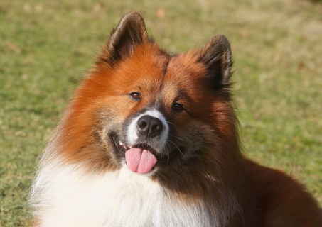 Large Elo (Canis lupus familiaris), male 3 years, portrait, North Rhine-Westphalia, Germany