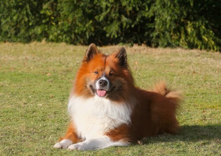 Large Elo (Canis lupus familiaris), male dog, 3 years old, lying on a meadow, North
