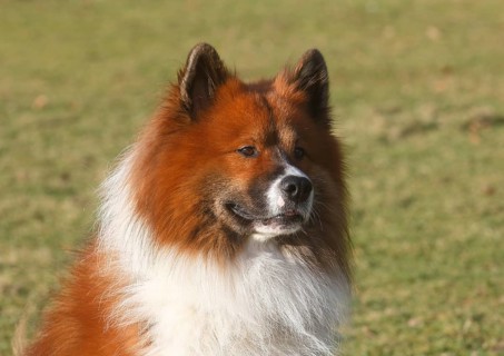 Large Elo (Canis lupus familiaris), male 3 years portrait, side view, North Rhine-Westphalia,