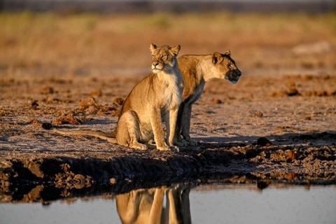 Two lionesses (Panthera leo) in the morning light at the Nxai Pan waterhole, Nxai Pan National