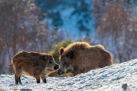Two young wild boars (Sus scrofa) wrestle with each other in the backlight of the sun in a clearing