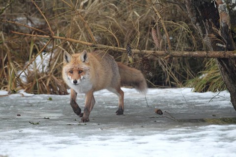 Red fox (Vulpes vulpes) secured on a frozen stream, Allgäu, Bavaria, Germany, Allgäu, Bavaria,