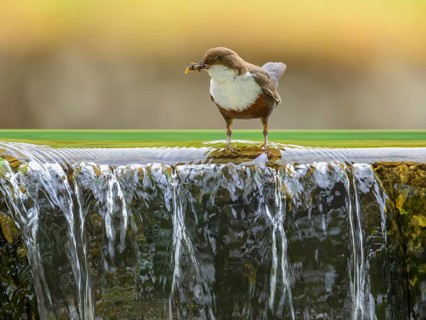 White-throated White-throated Dipper (Cinclus cinclus), standing on the edge of a weir with insects
