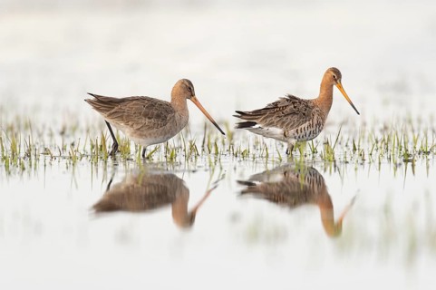 Two black-tailed godwits (Limosa limosa) standing in shallow water, reflecting the surroundings,