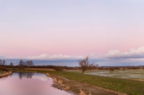 A single bare willow tree (Salix spec.) stands in a vast landscape under a pink sky at dusk at the