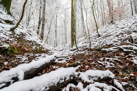 Source of the Hunte river in Melle, snowy forest soil with moss, leaves and bare trees that create
