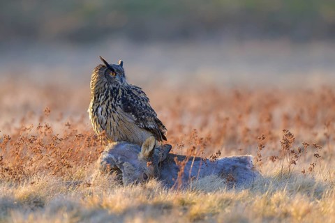Eurasian Eagle-owl (Bubo bubo), on a roe deer (Capreolus capreolus), roadkill, Swabian Alb