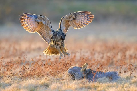 Eurasian Eagle-owl (Bubo bubo), approaching a roe deer (Capreolus capreolus), roadkill, Swabian Alb