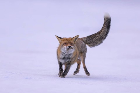 Red fox (Vulpes vulpes), with caught mouse on a meadow covered with snow, Swabian Alb biosphere