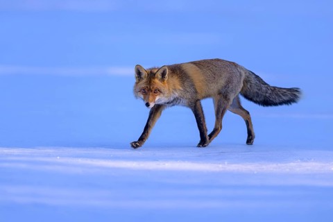 Red fox (Vulpes vulpes), foraging in a meadow covered with snow, Swabian Alb biosphere reserve,