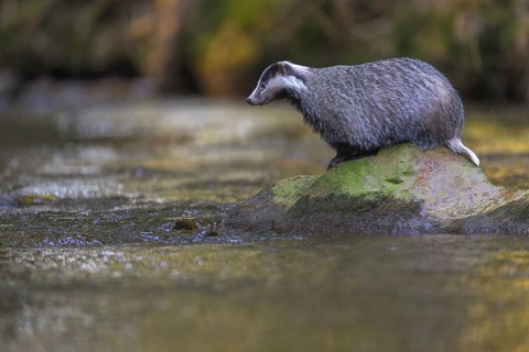 European badger (Meles meles), sitting on a stone in a stream in the last light, deciduous tree is