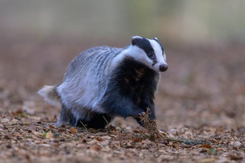 European badger (Meles meles), foraging in a beech forest, Swabian Alb biosphere reserve,