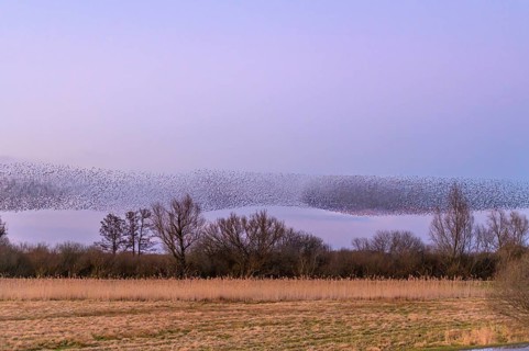 A flock of starlings (Sturnus vulgaris) forms impressive patterns in front of a colourful sky at