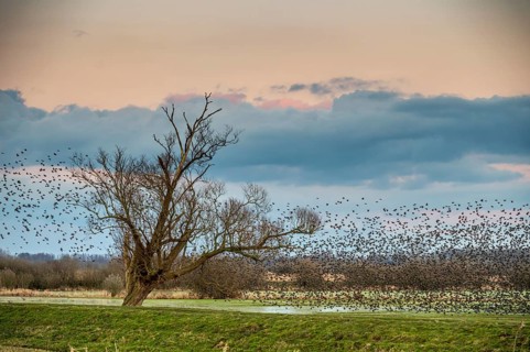 A flock of starlings (Sturnus vulgaris) flies into a bare willow (Salix spec.) standing at the