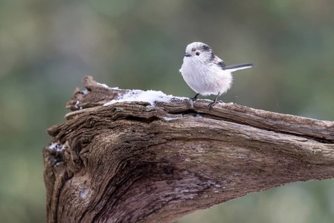 Long-tailed Tit (Aegithalos caudatus), Emsland, Lower Saxony, Germany