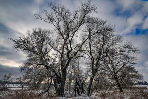 Wintery floodplain landscape along the Schmutter in the Augsburg Western Wälder nature park Park,