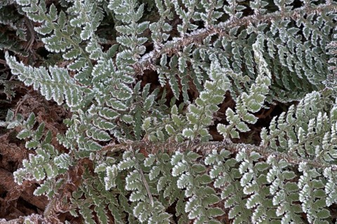 Fern fronds (Polystichum) in hoarfrost, Emsland, Lower Saxony, Germany