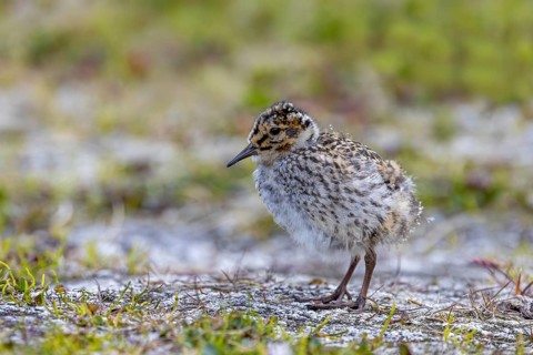 Purple sandpiper (Calidris maritima) chick, young on the tundra in summer, Svalbard, Spitsbergen,