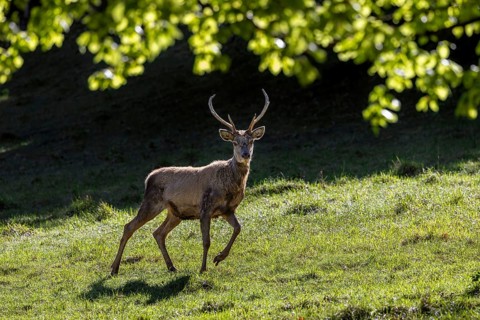 Scruffy red deer (Cervus elaphus) stag in grassland at edge of forest moulting into its red summer