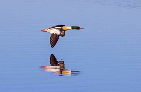 Common merganser, goosander (Mergus merganser merganser) male flying over water of lake in winter