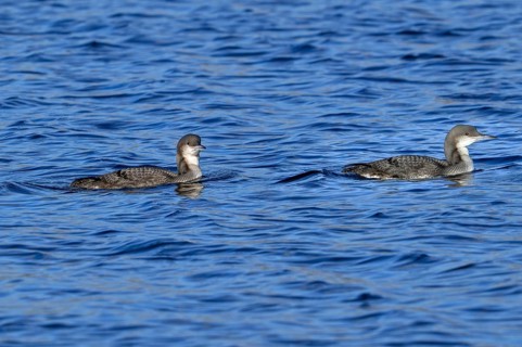 Two black-throated loons, Arctic loon, black-throated diver (Gavia arctica) in non-breeding plumage