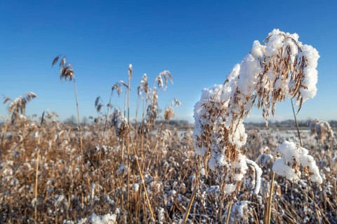 Common reed (Phragmites australis) close-up of panicles, seed heads laden with fresh snow in