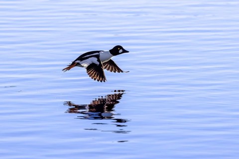 Common goldeneye (Bucephala clangula) male in flight, landing on water in lake in winter