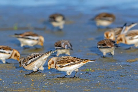 Snow buntings (Plectrophenax nivalis, Emberiza nivalis) flock in winter plumage foraging on sandy