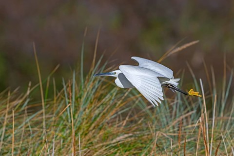 Little egret (Egretta garzetta) flying past reed bed in coastal wetland in winter
