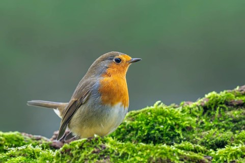 European robin (Erithacus rubecula) perched on moss covered fallen tree looking for insects and