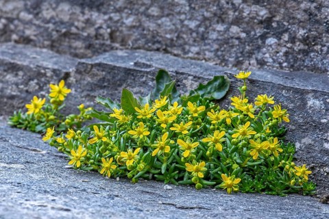 Yellow mountain saxifrage, yellow saxifrage (Saxifraga aizoides), alpine plant flowering among