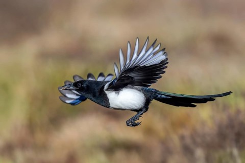 Eurasian magpie, common magpie (Pica pica) adult in flight, landing with spread open wings in