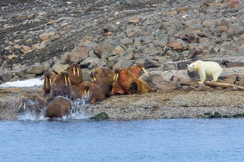 Lone polar bear (Ursus maritimus) attacking Atlantic walruses resting at haulout on beach along the