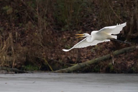 A Great White Egret (Ardea alba) flying over ice-covered water, Hesse, Germany