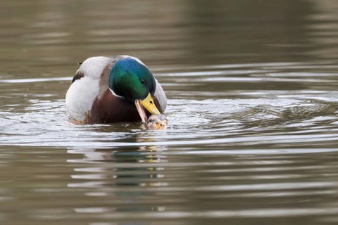 Mallard ducks (anas platyrhynchos) mating, Hesse, Germany
