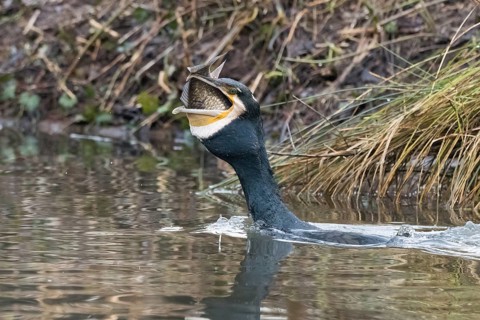 Cormorant (Phalacrocorax carbo) in the water with fish in its beak, Hesse, Germany