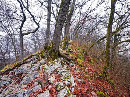 Moss-covered trees surrounded by distinctive limestone formation, Lägerngrat, Baden, Canton Aargau,