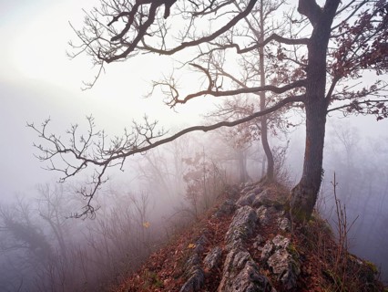 Limestone trail leads through forest covered with moss trees, Lägerngrat, Baden, Aargau Canton,
