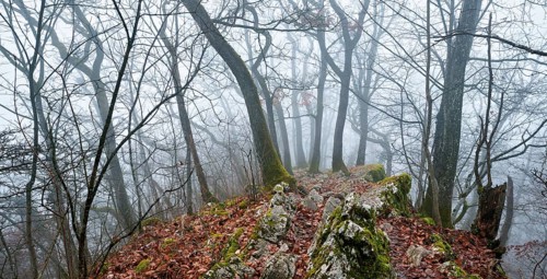 Trees surrounded by moss-covered, distinctive limestone formation, Lägerngrat, Baden, Canton