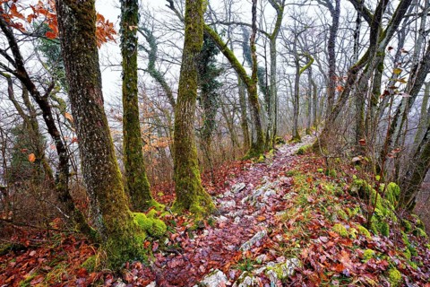 Limestone trail leads through forest covered with moss trees, Lägerngrat, Baden, Aargau Canton,