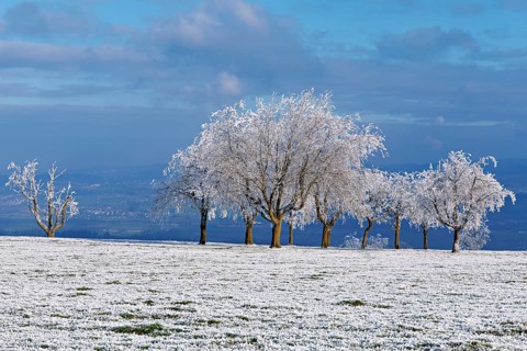 Winter landscape with trees and meadows in hoarfrost, Beinwil, Freiamt, Canton of Aargau,