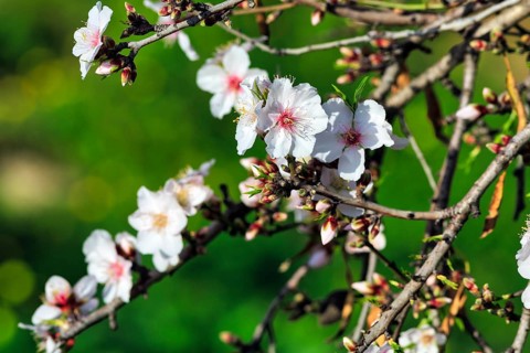 Almond blossom, blossoming branch, almond tree (Prunus dulcis), Agrigento, Sicily, Southern Italy,