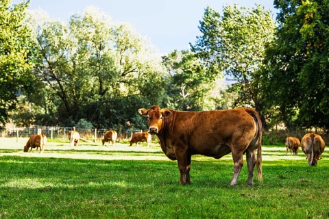 Bulls and Cows on Scottish Borders Farms, Scotland, UK