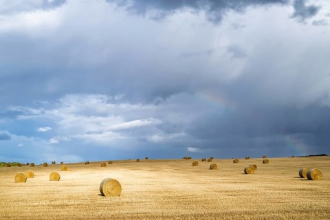 Straw bales on the Scottish fields, Southeast Scotland, UK