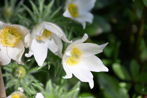 Pasque flower, Pasque flower, Pasque flower, Common pasque flower, Common pasque flower, Common