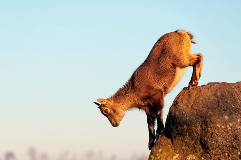 A young female ibex (Capra ibex) jumps from rock to rock. Morning light against a blue sky with