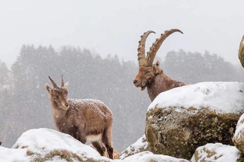 A male and a female ibex (Capra ibex) stand on a rock in the snowstorm. A forest can be seen dimly