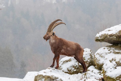 A male ibex (Capra ibex) stands on a rock in the snowstorm. A forest can be seen dimly in the